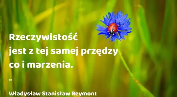 Cytaty o tym, jak spełniaj marzenia, bo rzeczywistość jest z tej samej przędzy co one. Biedronka na chabrze.